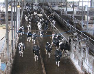 Для яких ферм безприв’язне утримання корів більше ефективне